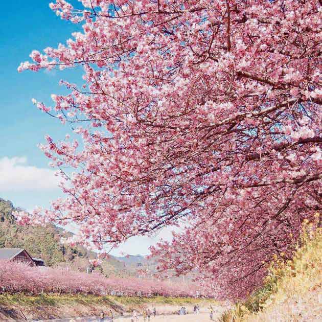 В Японии на две недели раньше обычного зацвела сакура
