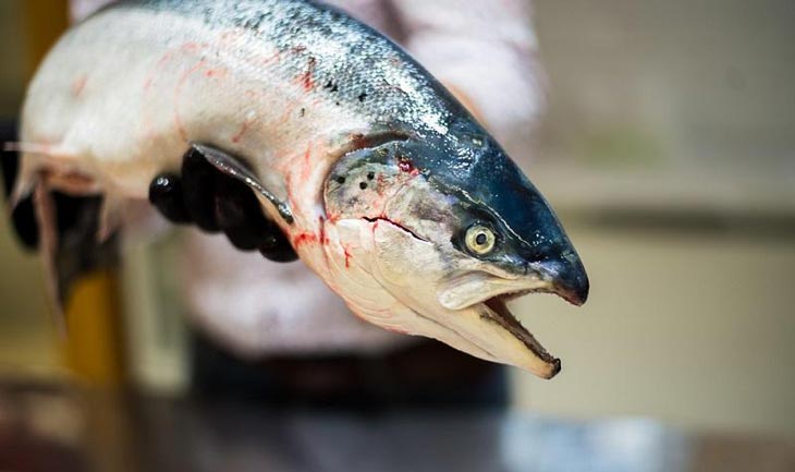 Рыба массового поражения. Вся правда о норвежском лососе