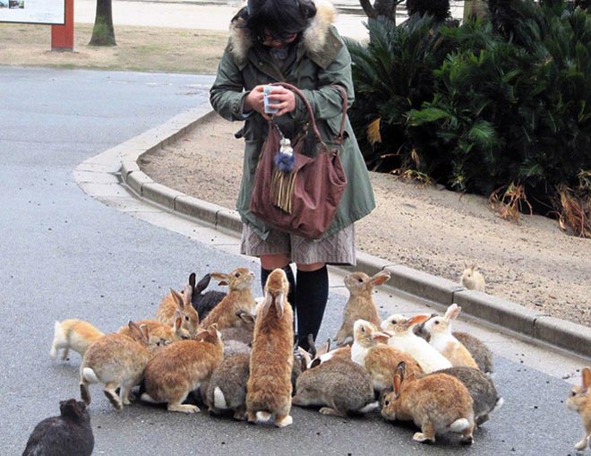 Эта девушка создала восхитительный остров кроликов. Теперь на милых животных приходят поглядеть толпы туристов
