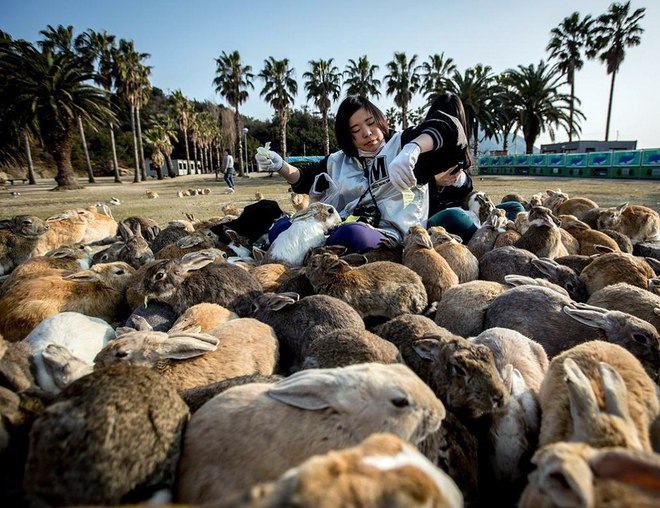 Эта девушка создала восхитительный остров кроликов. Теперь на милых животных приходят поглядеть толпы туристов