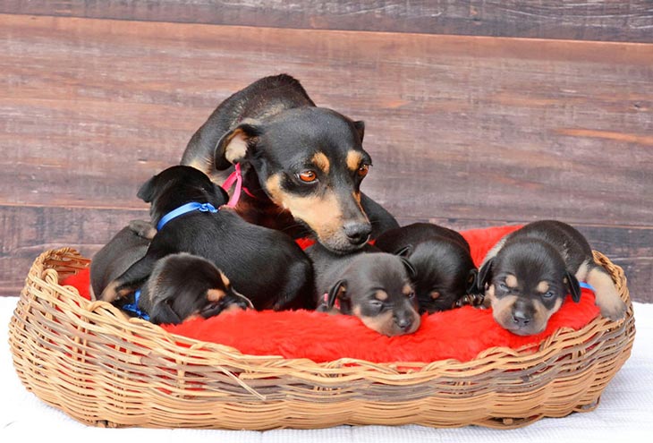 Беременная собака, покорившая интернет необычной фотосессией, родила пятерых чудесных щенков