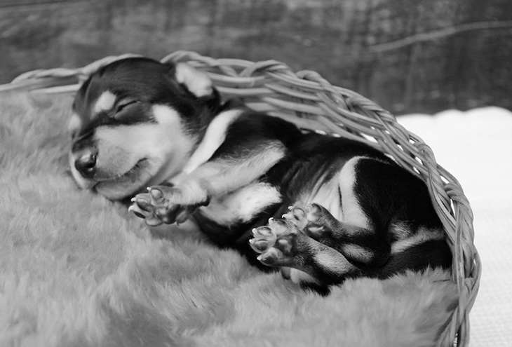 Беременная собака, покорившая интернет необычной фотосессией, родила пятерых чудесных щенков