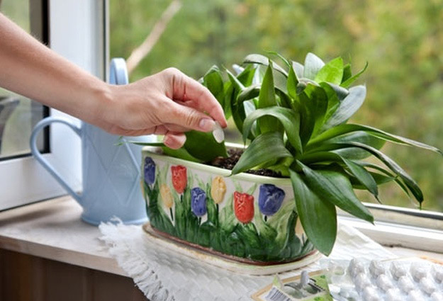 Три простейших трюка для здоровья комнатных растений! Они обязательно оживут и зацветут!