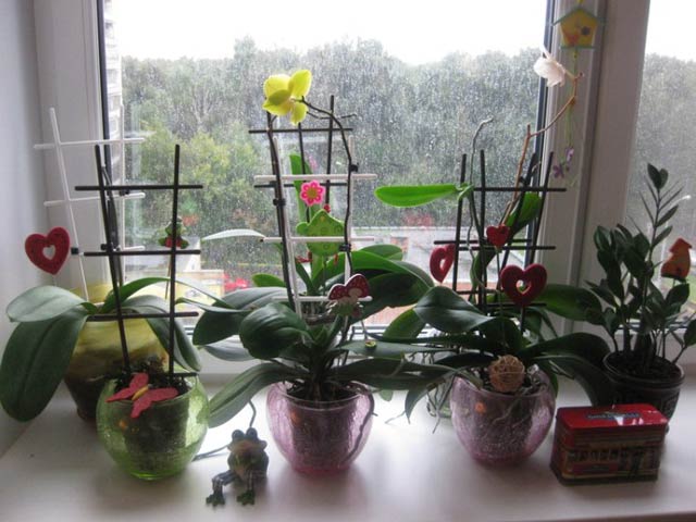 Никогда не держите орхидею дома! В офисе – можно, но дома ни в коем случае и вот почему!