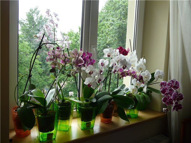 Никогда не держите орхидею дома! В офисе – можно, но дома ни в коем случае и вот почему!