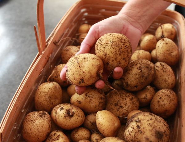 Можете больше не покупать картошку! Новый метод выращивания нескончаемого запаса прямо у вас дома