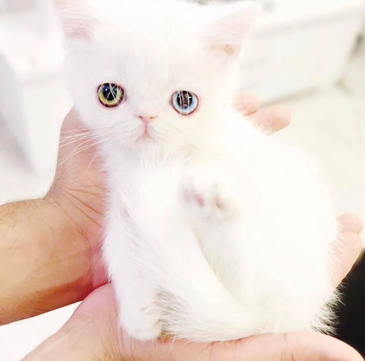 Эту кошечку зовут Пам Пам и вы влюбитесь в неё с первого взгляда! Из-за необычной болезни её глазки словно с другой планеты…
