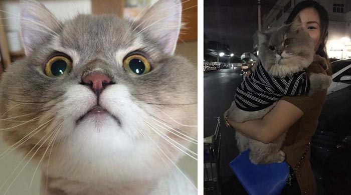 Этот великан – новая достопримечательность Таиланда! Самый пушистый кот в мире!