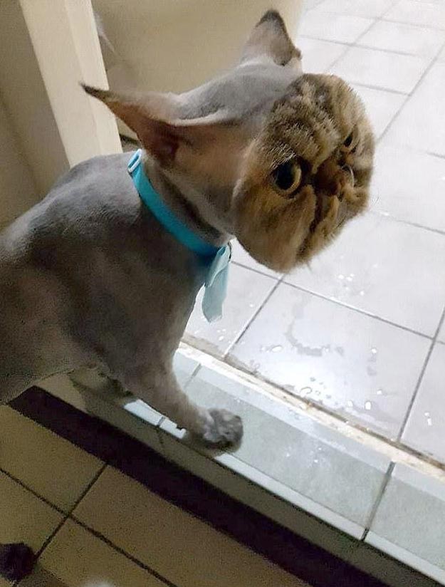 Вот что случится, если красивую кошку плохо подстричь
