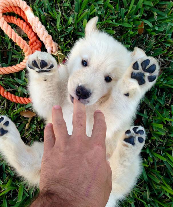 14 щенков, глядя на которых вы обязательно захотите завести собаку