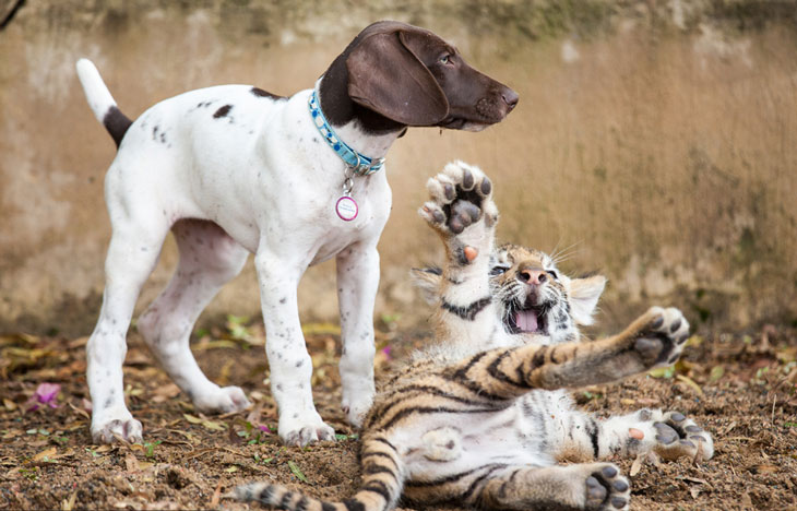 Этот тигрёнок остался без мамы и его лучшим другом стал щенок…