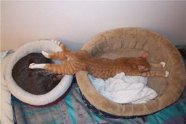 Эти коты точно знают, как нужно спать