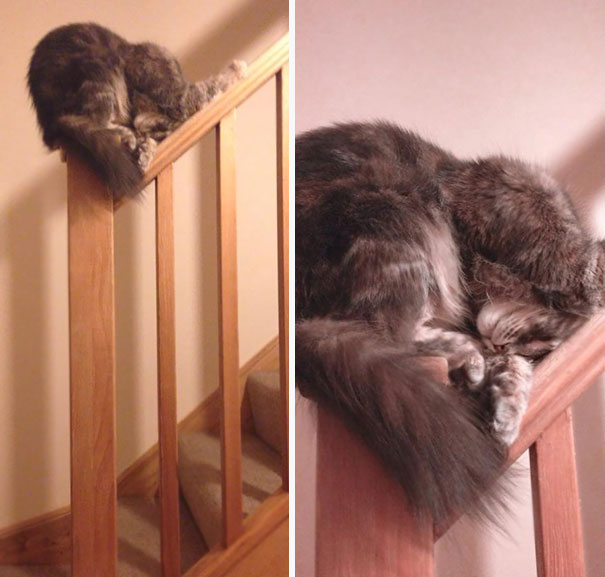 Эти коты точно знают, как нужно спать
