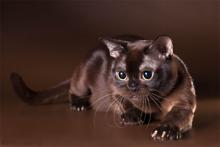 20 кошек с самыми необычными окрасами