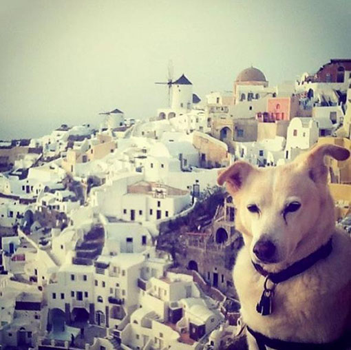 Собака-путешественница исколесила несколько стран после чудесного спасения