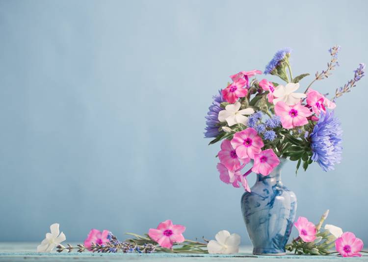 Фотография букет Цветы Флоксы вазы Цветной фон