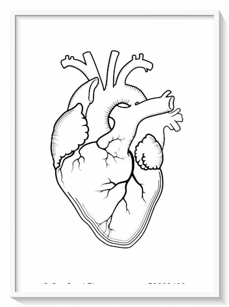 Сердце человека рисунок карандашом
