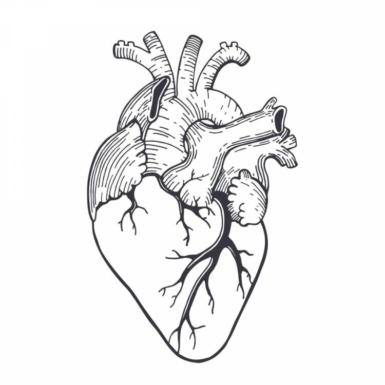 Сердце реалистичное рисунок