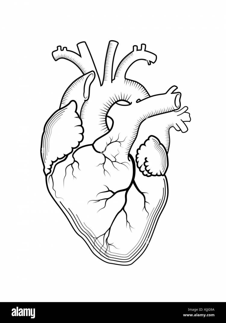 Рисунок карандашом анатомическое сердце