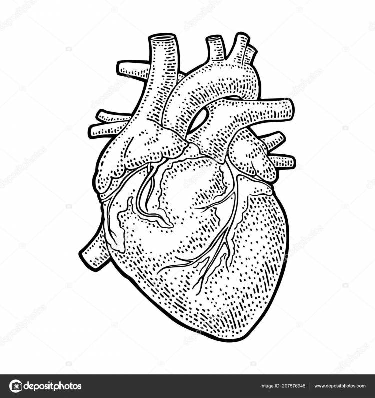 Рисунок сердца человека легкий (Много фото)