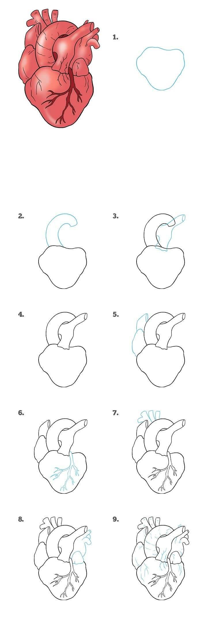 Как нарисовать реальное человеческое сердце поэтапно