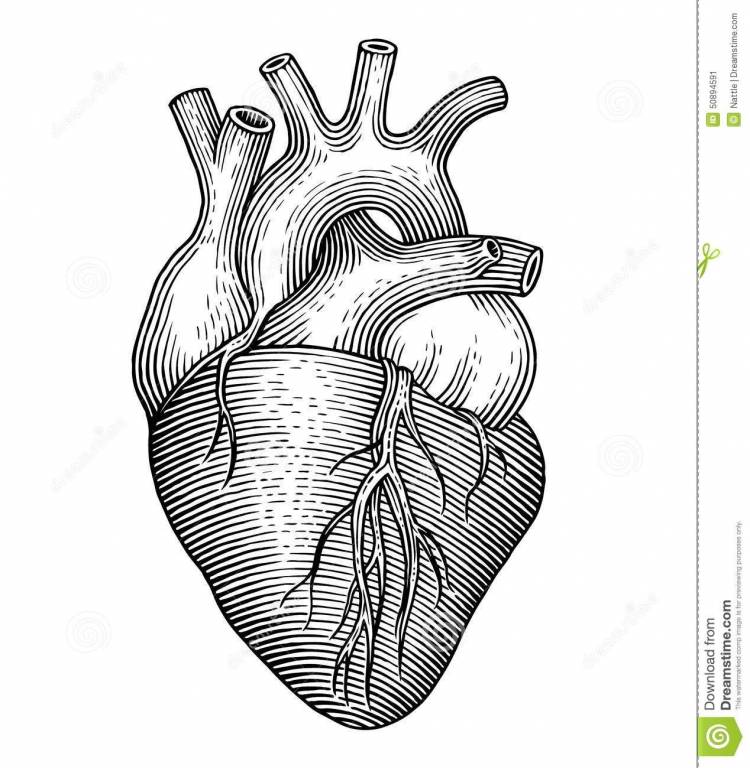 Человеческое сердце рисунок карандашом