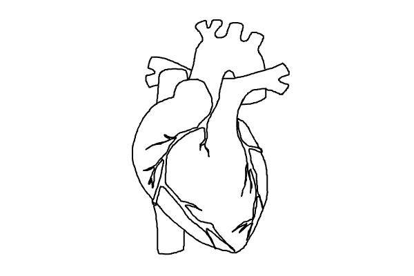 Как нарисовать человеческое сердце