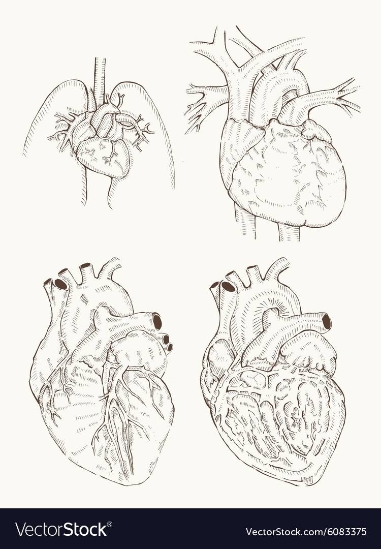 Человеческое сердце рисунок карандашом