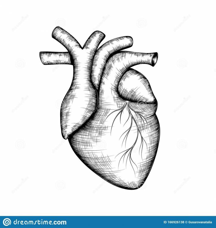 Сердце человека рисунок карандашом для срисовки