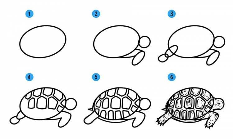 Как нарисовать черепаху видео уроки для детей » Рисуем черепашку поэтапно при помощи видеоуроков