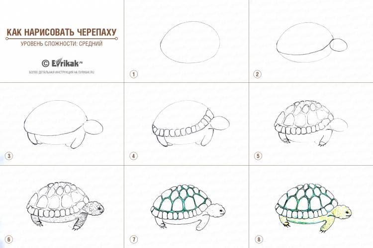 Черепашка рисунок поэтапно