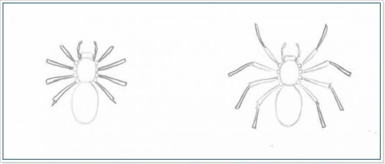 Как нарисовать паука карандашом