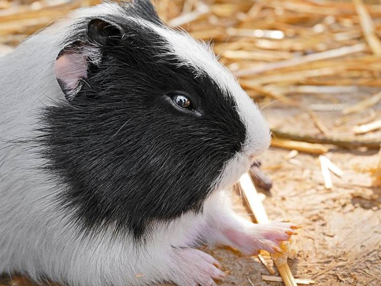 портрет морской свинки Cavia Porcellus на латыни на соломенном фоне крупным планом Фото И картинка для бесплатной загрузки