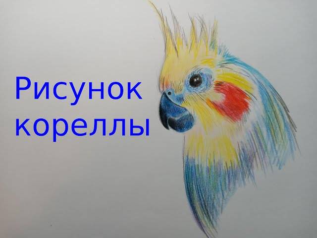 Рисунок кореллы