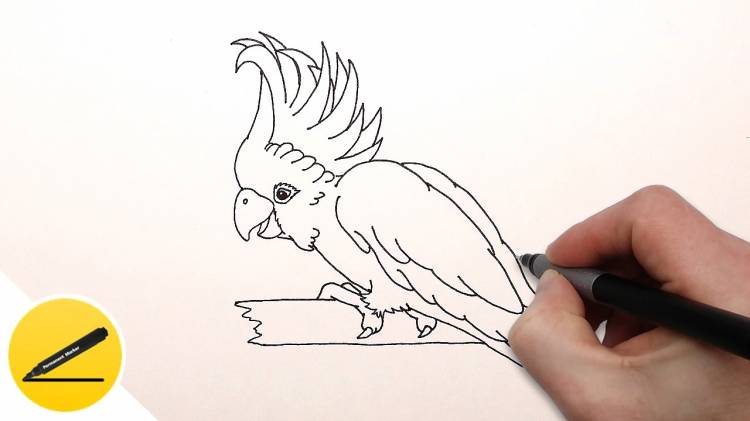 How to Draw a Parrot