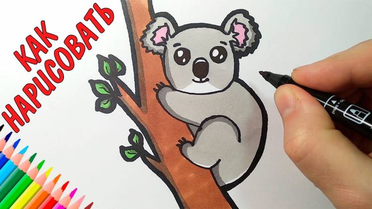 How to draw a koala, just draw