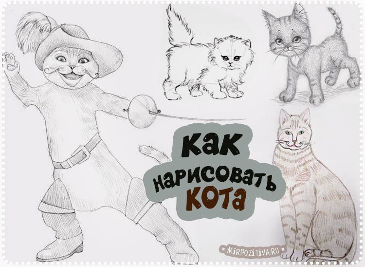 Как нарисовать кота карандашом поэтапно