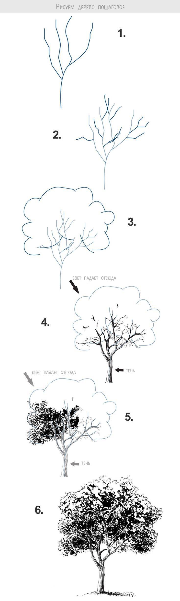 пошагово рисуем дерево карандашом
