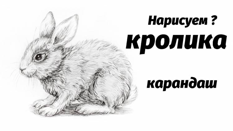 Как нарисовать кролика карандашом