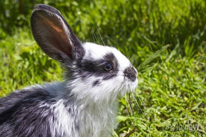 Кролик в весенний солнечный день в профиль фотообои