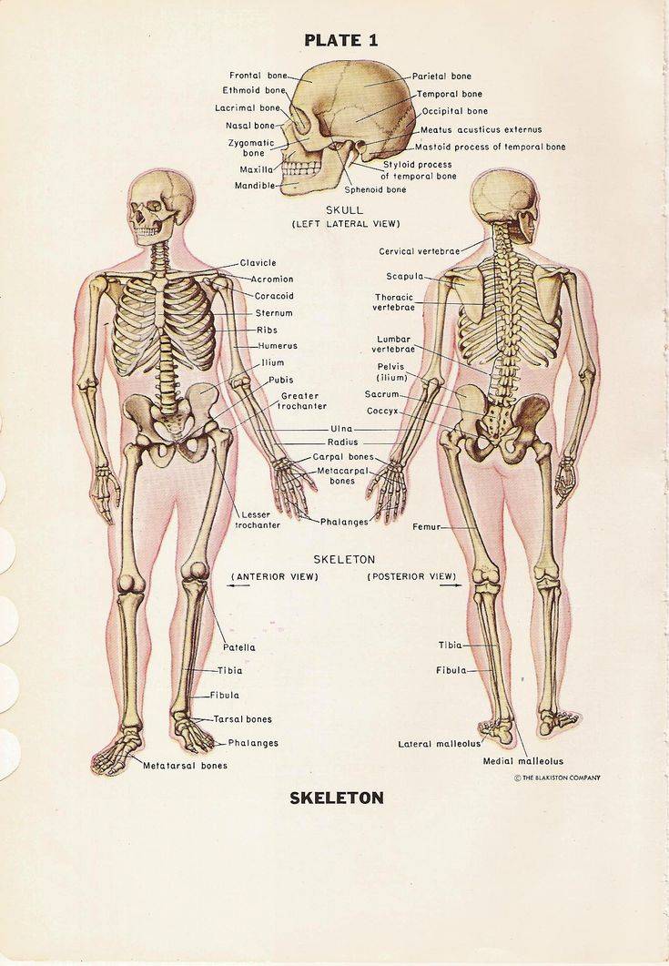 the-human-skeleton-anterior-and-posterior-views-and-skull-color-medical-dictionary-book-plate-no