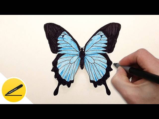 How to Draw a Butterfly Step by Step ✿ Easy Drawing Tutorial