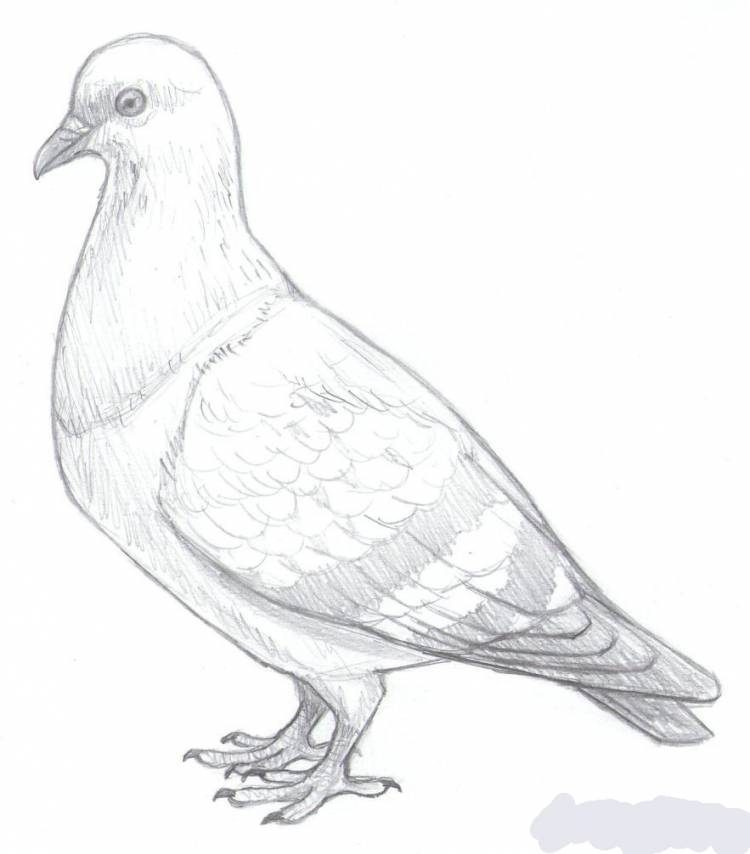 Легкий рисунок голубя
