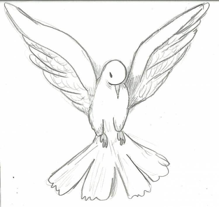 Рисунок для срисовки голубь