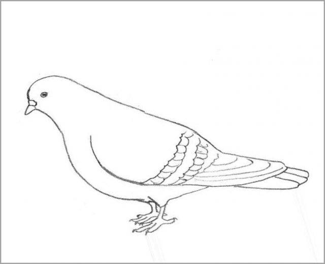 Рисунки для срисовки голуби 