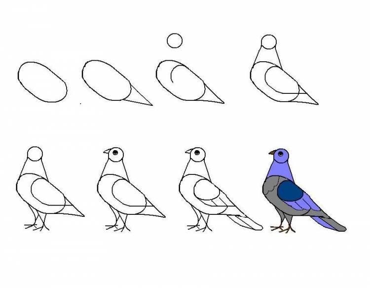 Легкие рисунки птиц для начинающих 