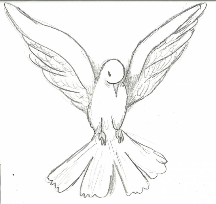 Рисунок голубя пошагово