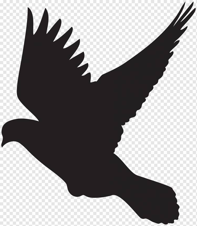 Columbidae Silhouette Drawing Dove, Голуби, животные, фотография, фауна png