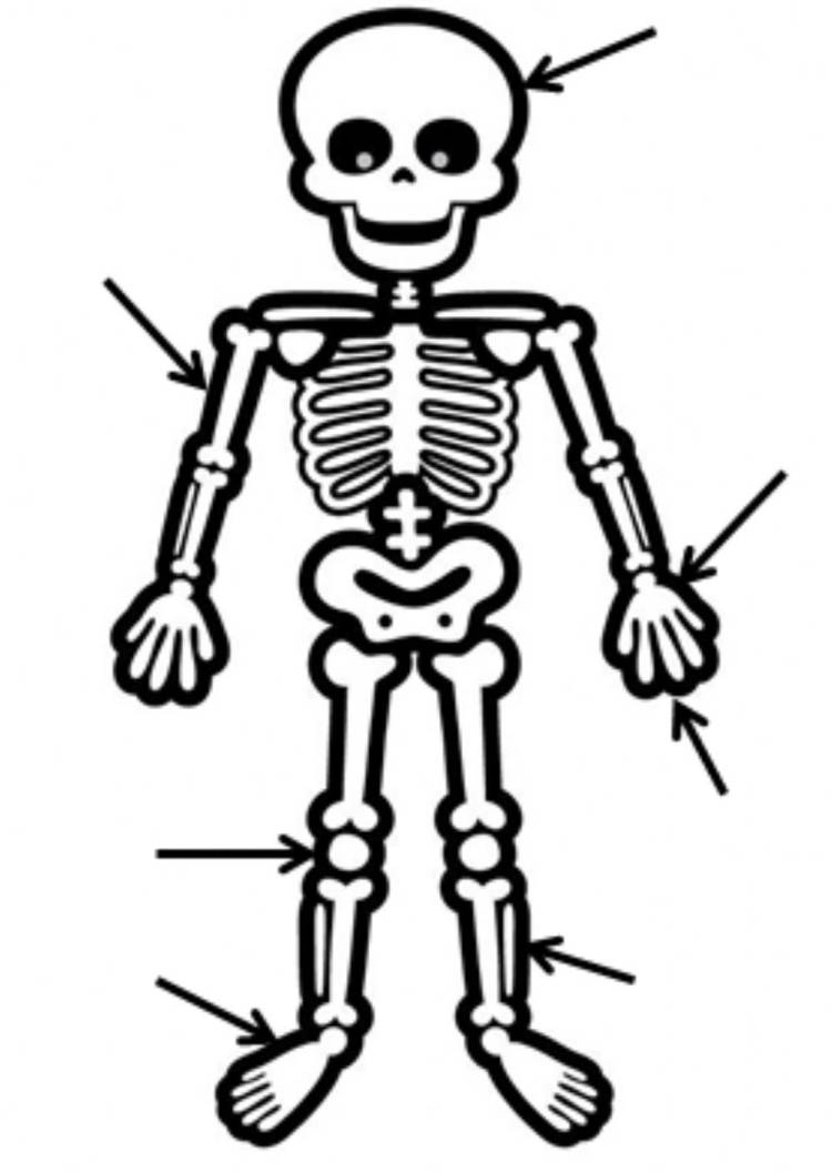 Скелет человека рисунок карандашом