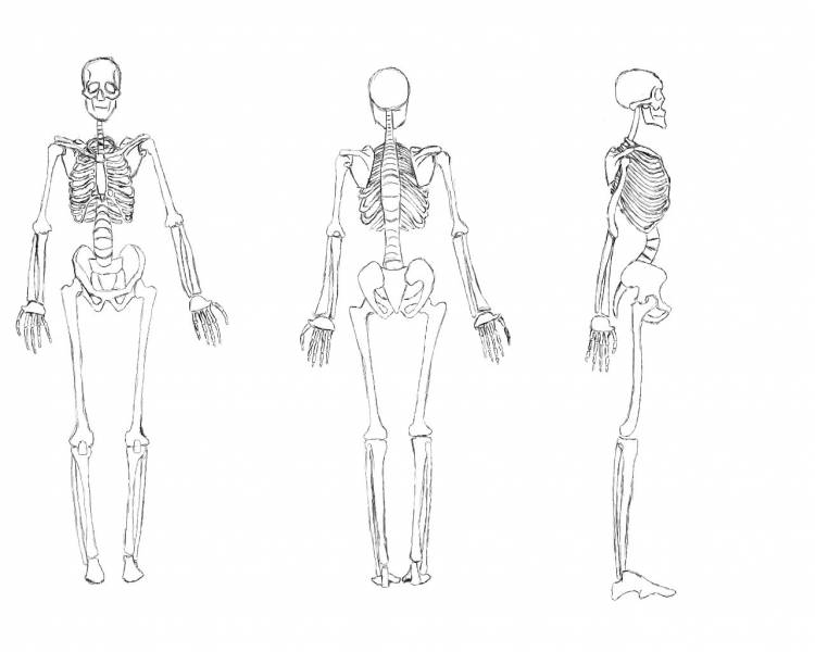 Рисунок скелета человека карандашом